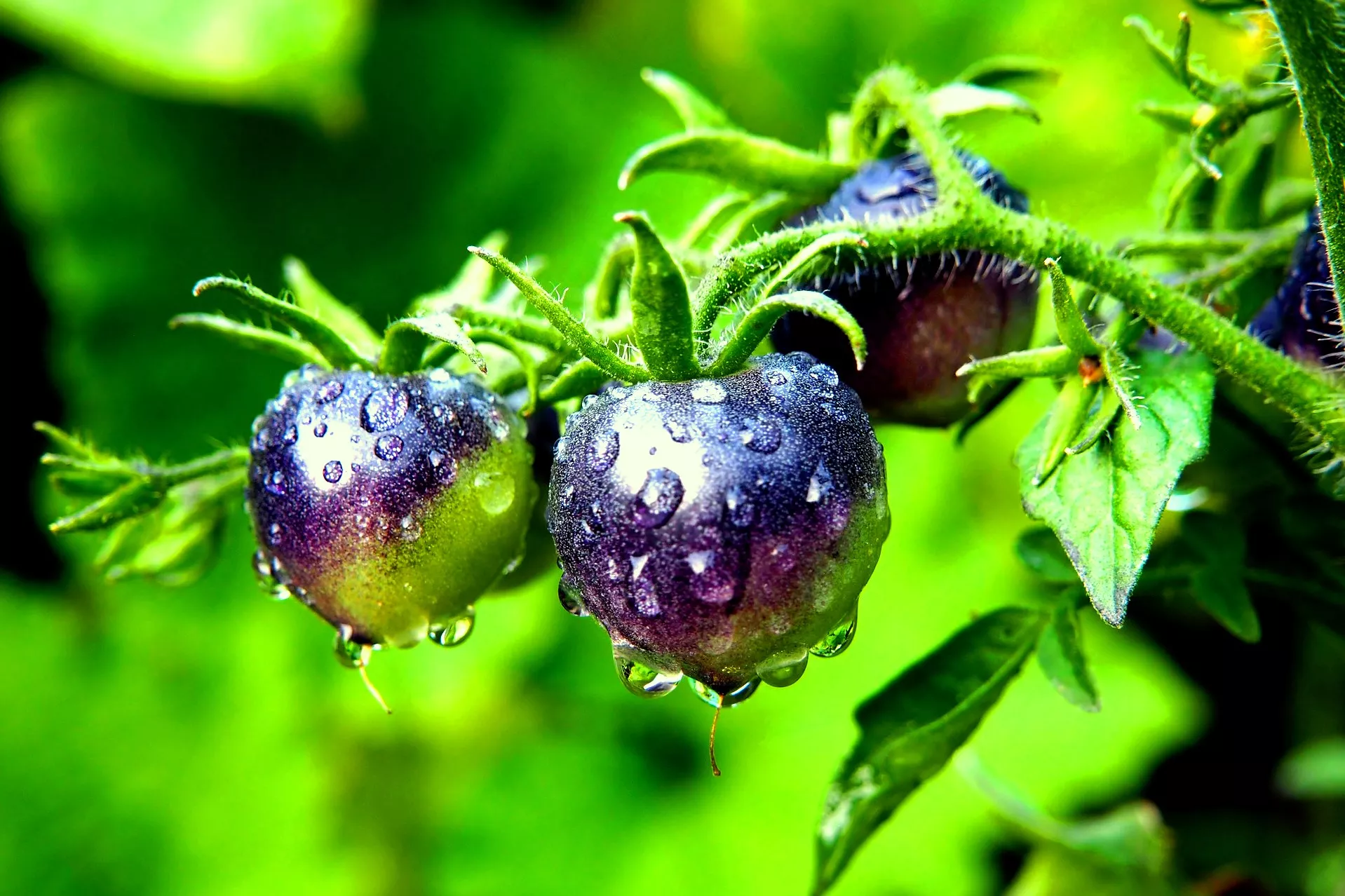 Чорні помідори – результат схрещування червоноплідних та диких сортів / Фото: pixabay 