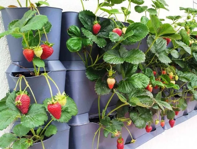 На балконе практично вертикальное выращивание / Фото: pinterest