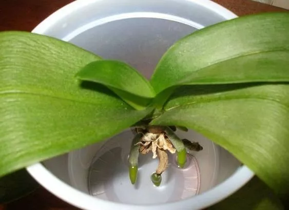 Как реанимировать корни орхидеи / Фото: pinterest