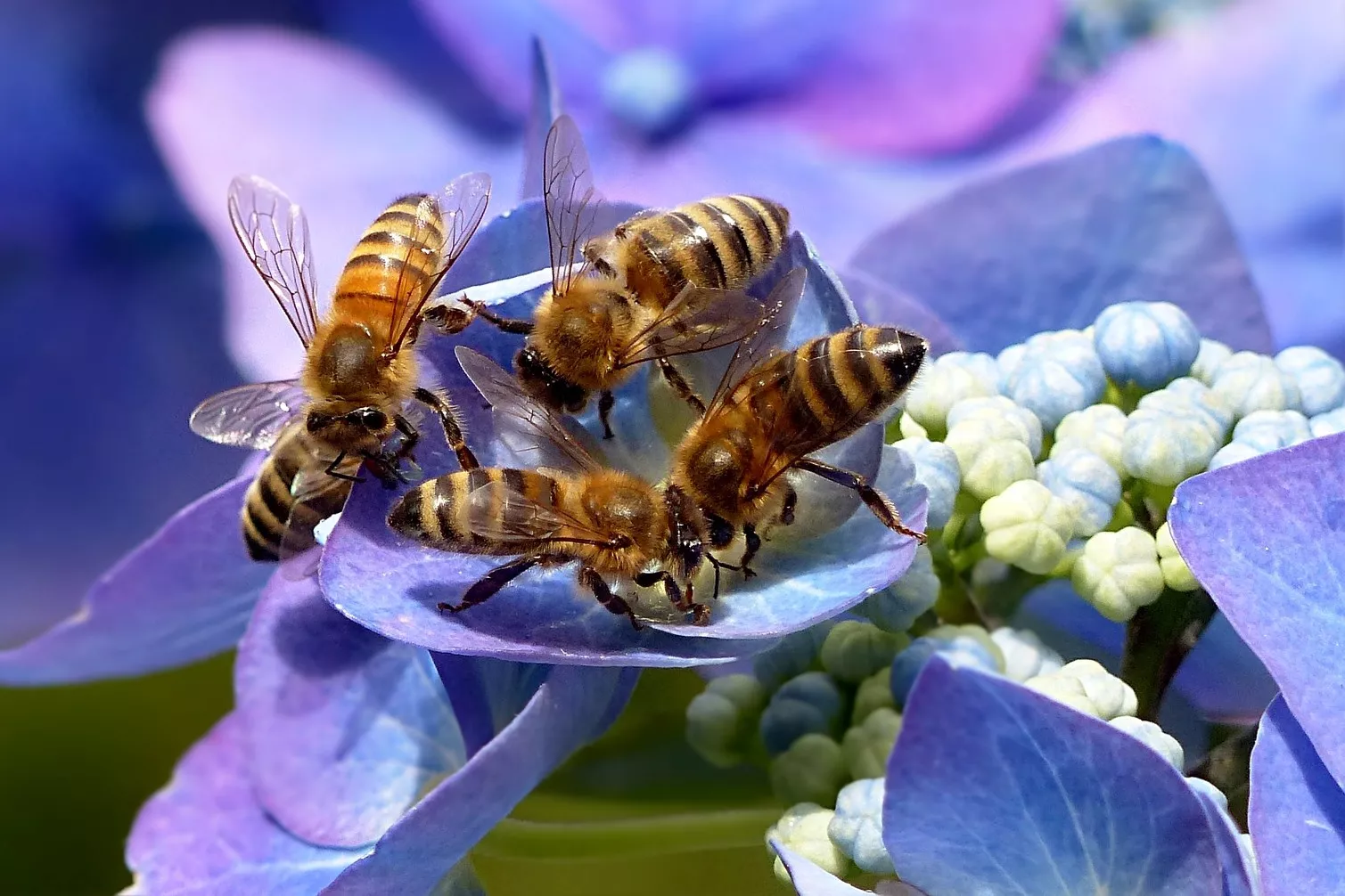 Сахаром можно приманить пчел / Фото: pixabay