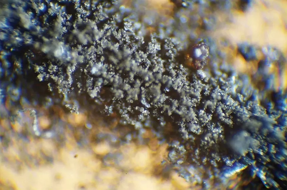 Лунная пыль, извлеченная из желудков "космических" тараканов в результате биологических испытаний после миссии 
