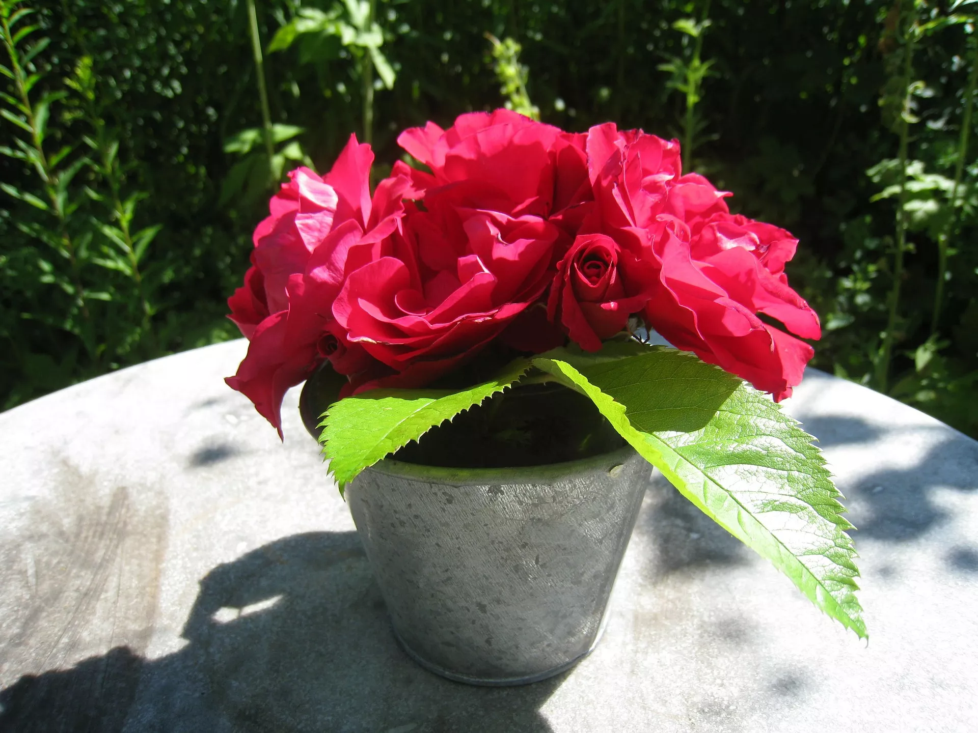 Чем полезен гвоздь в горшке с розами / Фото: pixabay