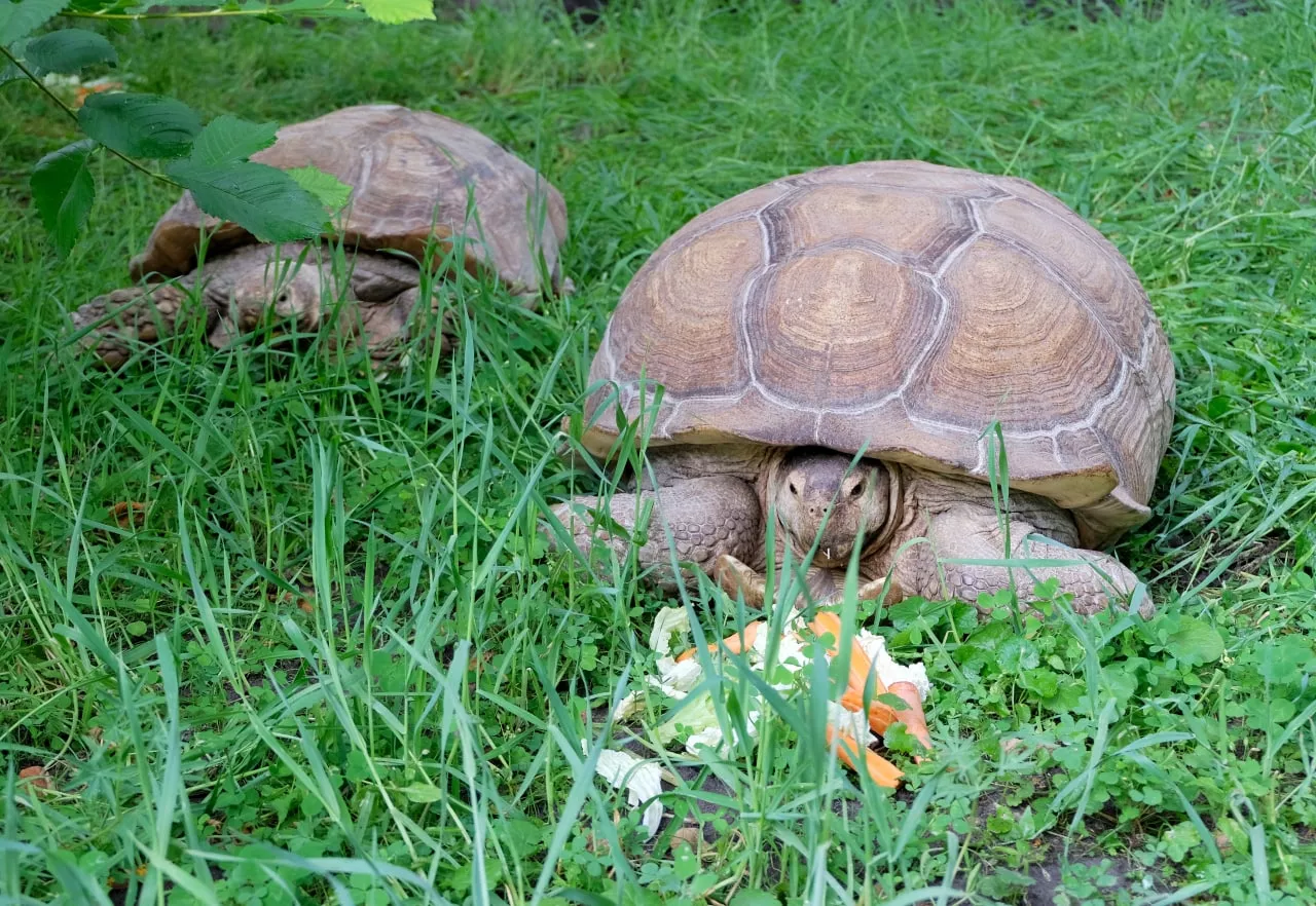 Дядя Саша и Матильда. У этой пары черепах уже есть четверо малышей, но в зоопарке надеются на новое потомство / фото Киевский зоопарк