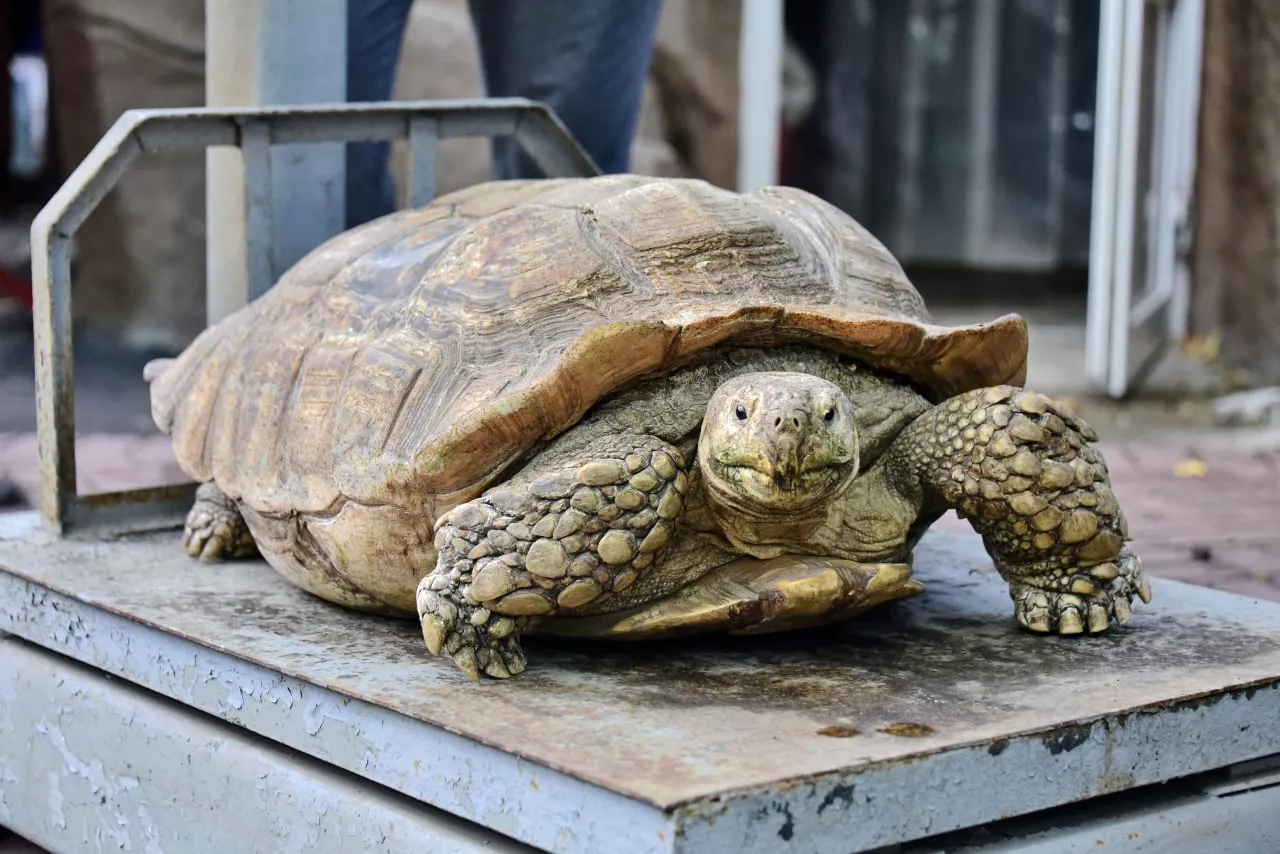 Перед выпуском в летний вольер, каждую черепаху взвешивают на весах / фото Киевский зоопарк