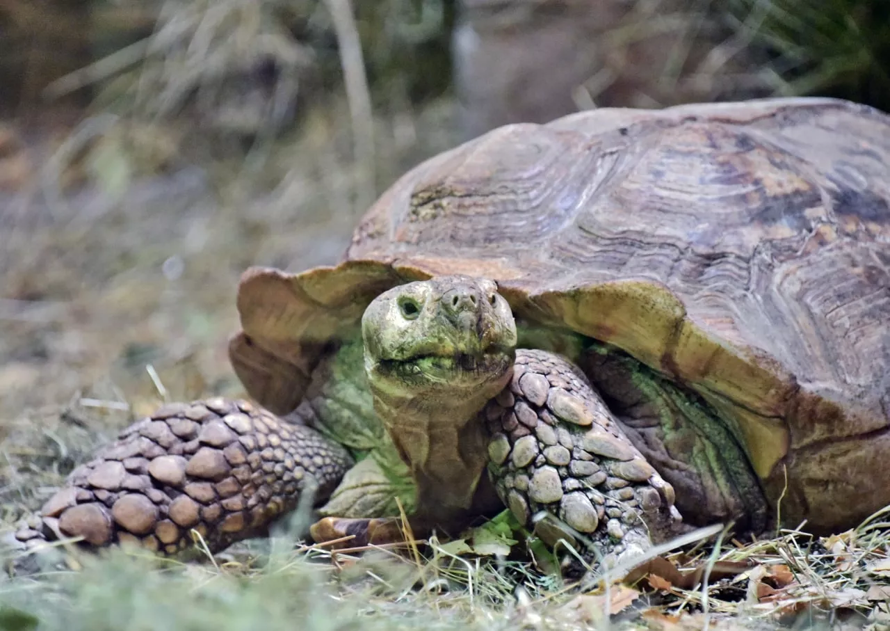 Черепахи обожают разные травы и стремительно набирают вес / фото Киевский зоопарк