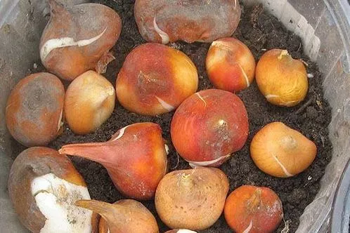 Когда выкапывать луковицы тюльпанов / Фото: pinterest
