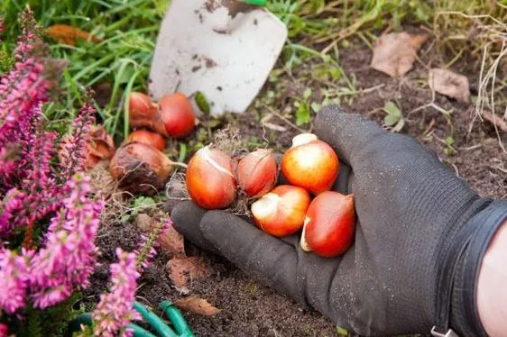 Как выкапывать луковицы тюльпанов / Фото: pinterest