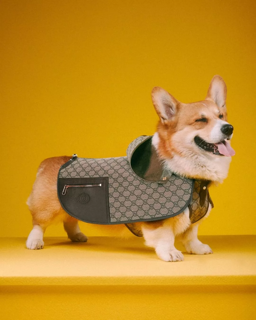Gucci Pet Collection 2022