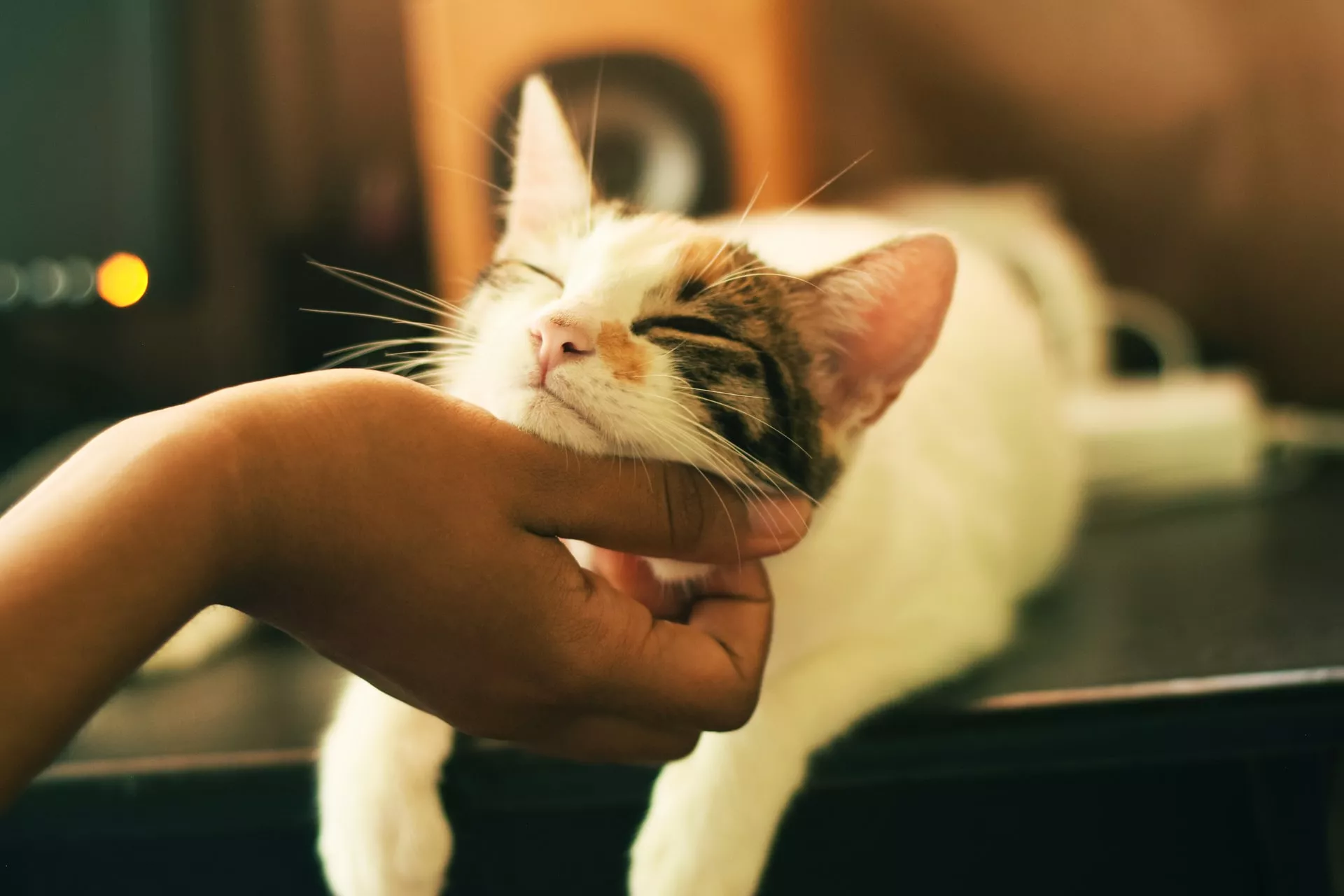 Если ваш кот или кошка перенесли стресс, то важно окружить пушистика еще большей заботой и любовью