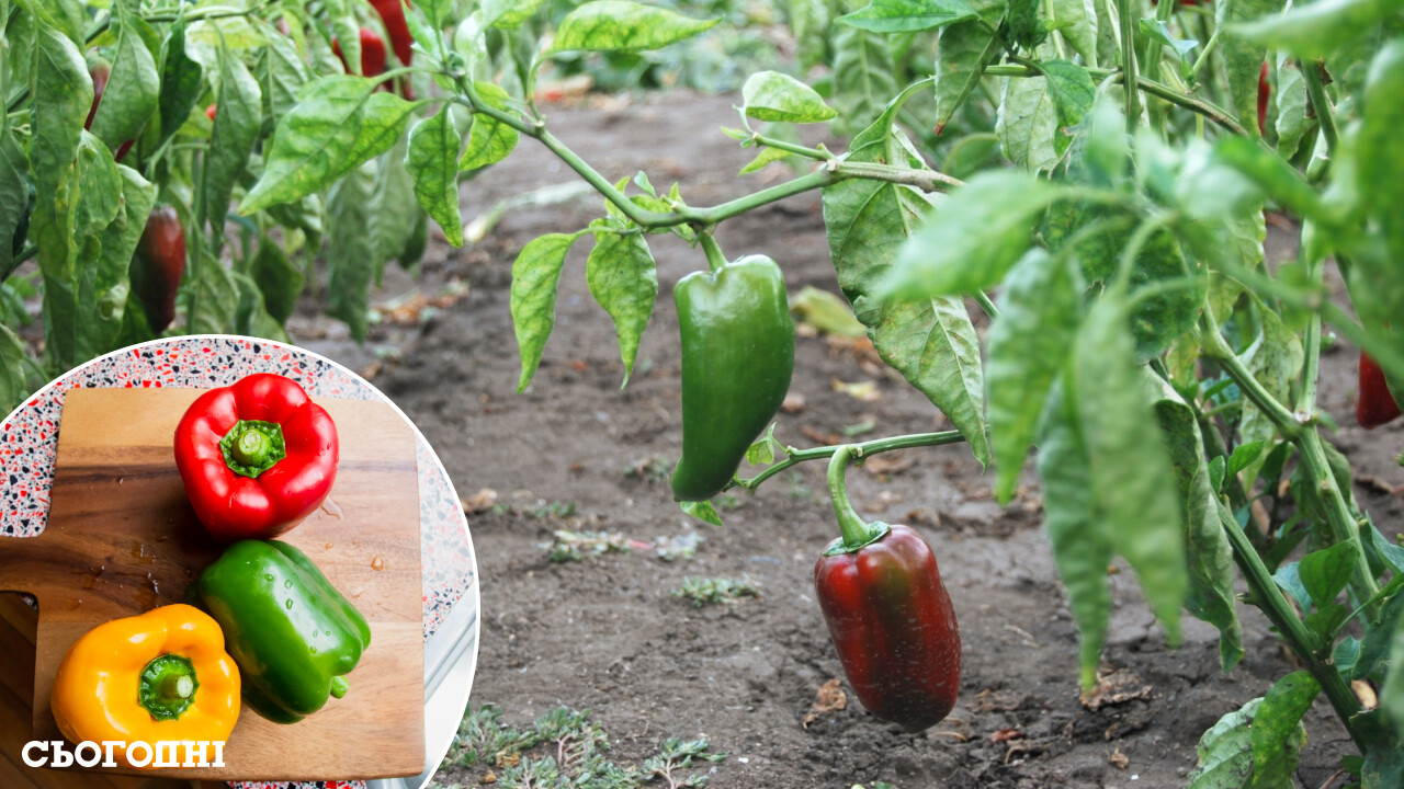 Как вырастить сладкий перец - советы - Лайфхаки для сада и огорода
