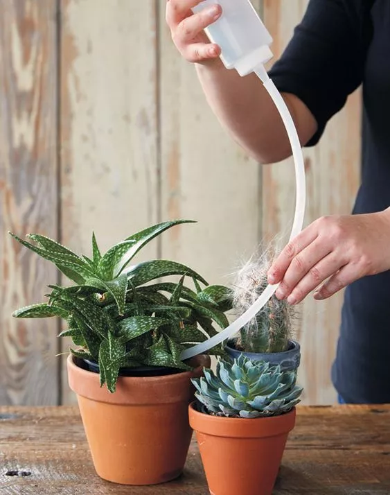 Как правильно поливать кактус / Фото: pixabay