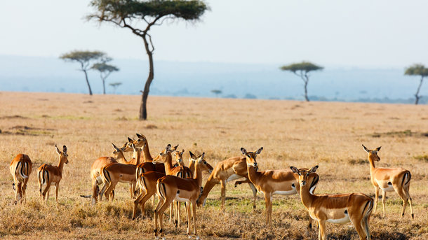 Стая антилоп в Кении. Фото: depositphotos