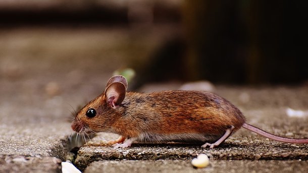 Мышь, которой можно управлять. Фото: pixabay