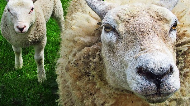 Овцы могут навредить. Фото: pixabay