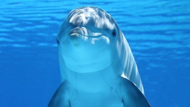Дельфин. Фото: pixabay