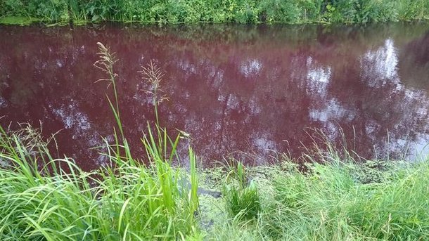 Красная вода в озере. Фото: Alina Tananay‎ (Бровари)