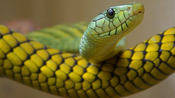 Крупная кобра кусает варана. Фото: pixabay