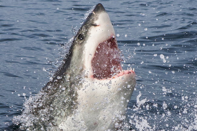 Фото акула из икеи на белом фоне