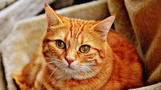 Целовать кошек не стоит Фото: pixabay.com