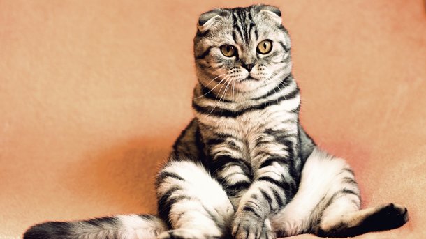 Кошка прошлась по подиуму с моделями. Фото: pixabay