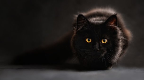Кота перепутали с вороной Фото: pixabay.com