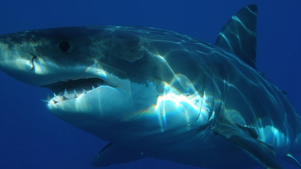 Злодій ледь не потрапив у пащу до акули. Фото: pixabay