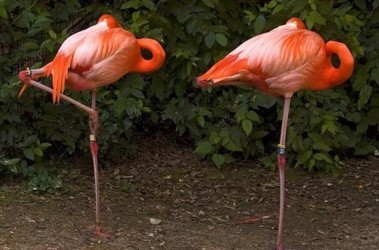 Ученые объяснили, почему фламинго стоит на одной ноге - Последние мировые  новости | Сегодня