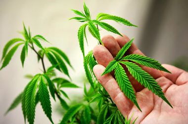 Купить марихуану в луганске на характеристика семян конопли