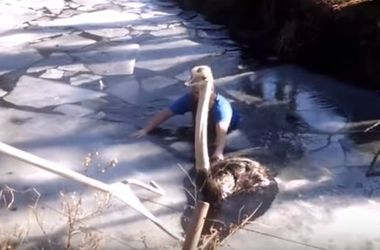 Чоловік голіруч врятував страуса з крижаної води. Фото: кадр з відео