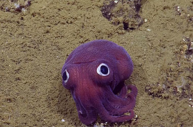 На дне океана нашли кальмара со странными глазами. Фото: кадр из видео