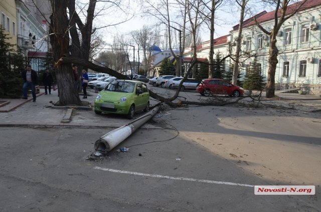 В Николаеве упало дерево. Фото: novosti-n.org