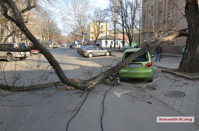 <p>В Миколаєві впало дерево. Фото: novosti-n.org</p>