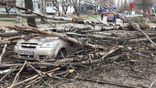 В Энергодаре дерево раздавило авто. Фото: 1news.zp.ua