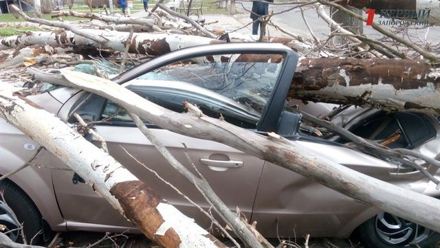 <p>В Енергодарі дерево розчавило авто. Фото: 1news.zp.ua</p>