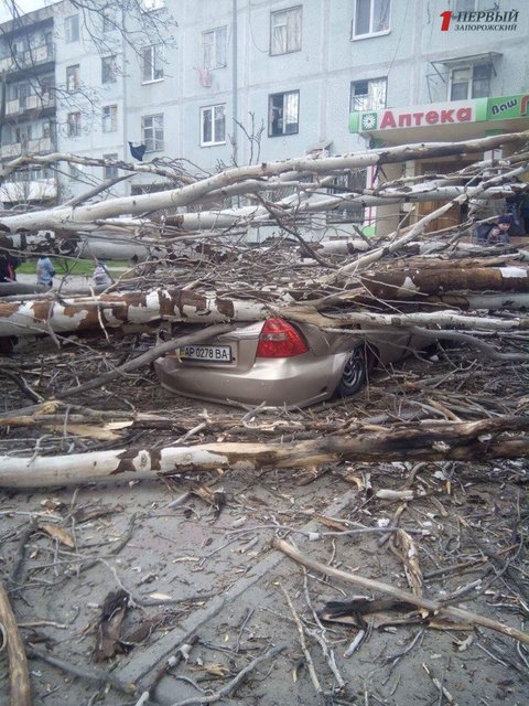 <p>В Енергодарі дерево розчавило авто. Фото: 1news.zp.ua</p>