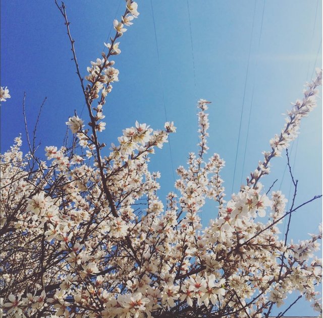 В Одессе вовсю цветут деревья. Фото: соцсети