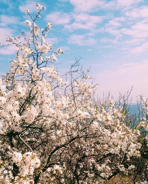 В Одессе вовсю цветут деревья. Фото: соцсети