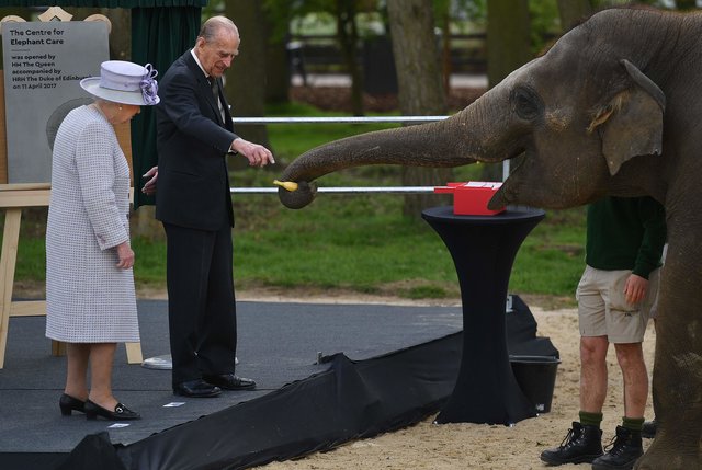 <p>Королева Британії і слон Єлизавета. Фото: AFP</p>