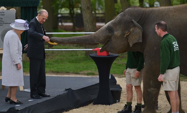 Королева Британии и слон Елизавета. Фото: AFP