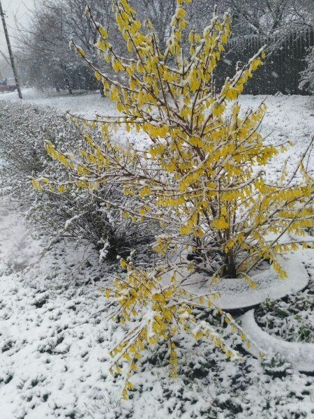 Харьков засыпало снегом. Фото: соцсети
