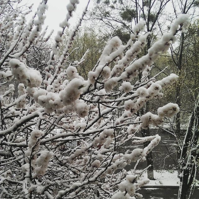 Харьков засыпало снегом. Фото: соцсети