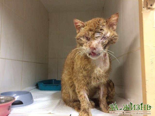 За жизнь котика ветеринары боролись целый месяц.н. Фото: facebook.com/vlad.life