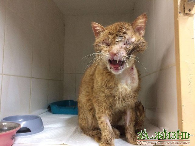 <p>За життя котика ветеринари боролися цілий місяць. Фото: facebook.com/vlad.life</p>