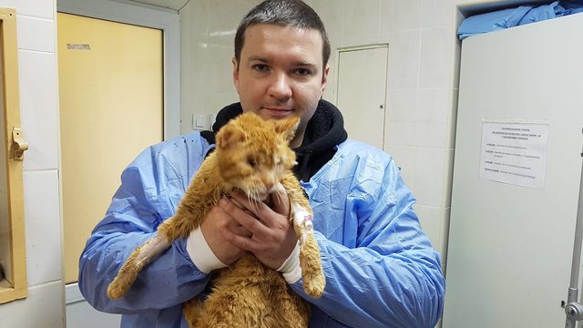За жизнь котика ветеринары боролись целый месяц.н. Фото: facebook.com/vlad.life