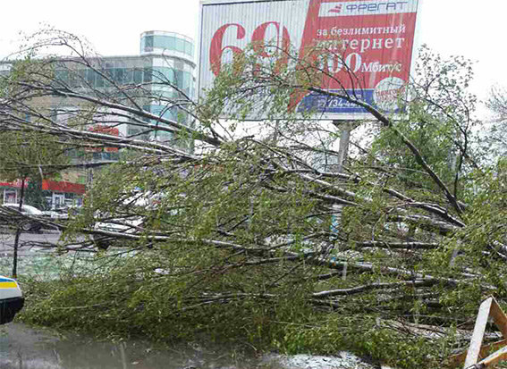Женщину убило дерево. Фото: полиция