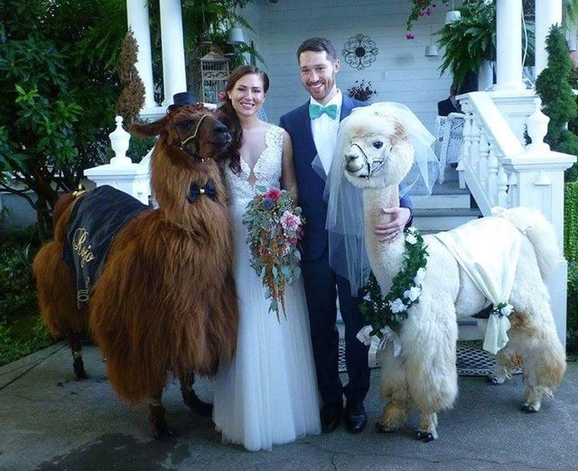 Свадебные ламы. Фото: weddingllamas