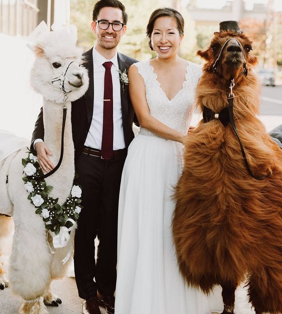 Свадебные ламы. Фото: weddingllamas