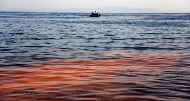 Мраморное море изменило цвет вдоль береговой линии. Фото: dailysabah.com