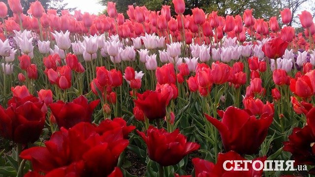Тюльпаны на Певческом поле. Фото: Владимир Крекотин