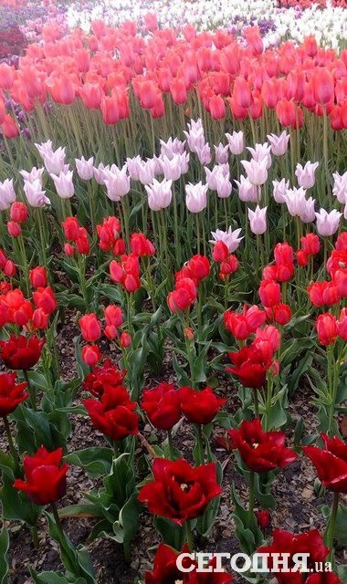 <p>Тюльпани на Співочому полі.&nbsp;Фото: Володимир Крекотін</p>